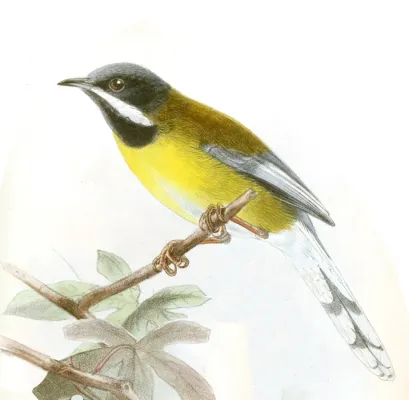 File:Apalis jacksoni Keulemans.jpg