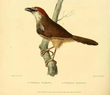 File:Timalia pileata Horsfield.jpg