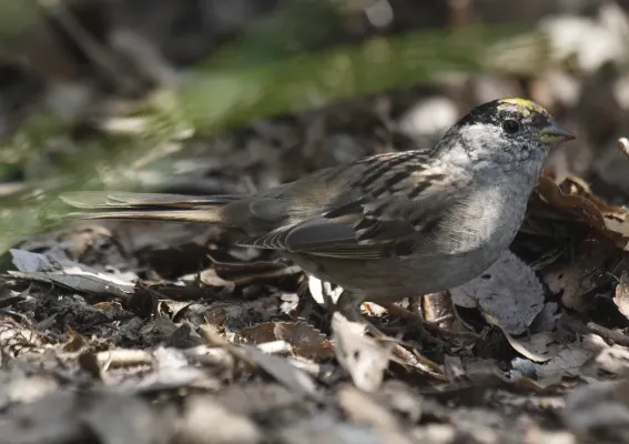 File:Golden-crowned Sparrow (Zonotrichia atricapilla) at ohizumi ryokuchi.jpg