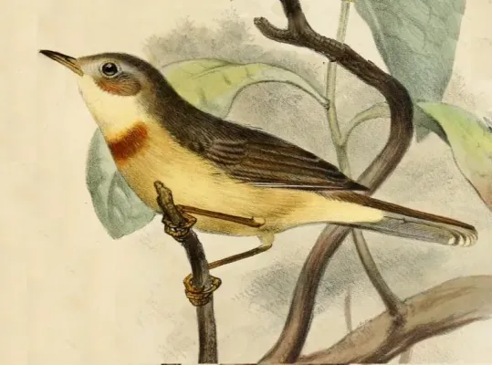 File:Eremomela usticollis Smit.jpg