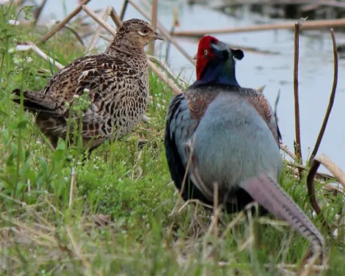 File:Phasianus versicolor Couple.JPG