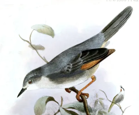 File:Drymocichla incana Smit.jpg
