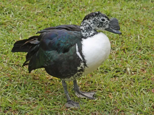 File:Comb Duck Sarkidiornis sylvicola (captive).jpg