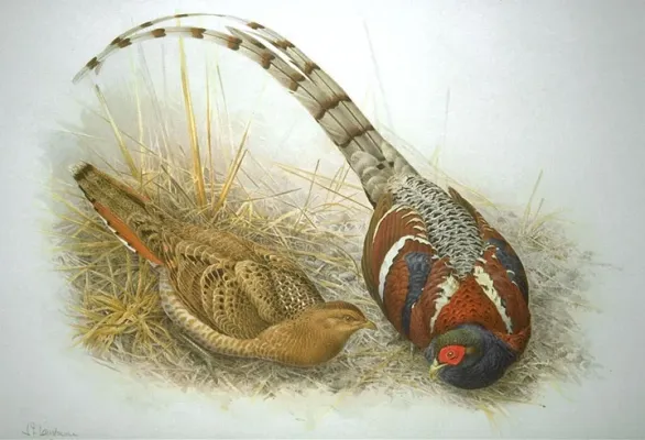 File:Syrmaticus humiae.jpg