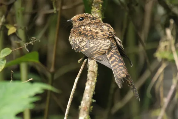 File:Uropsalis segmentata -Ecuador-8.jpg
