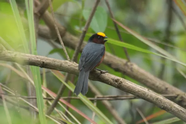 File:Catamblyrhynchus diadema -Ecuador-8.jpg