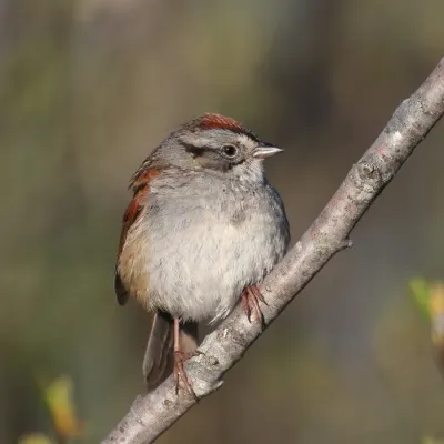 File:Melospiza georgiana MN1.jpg