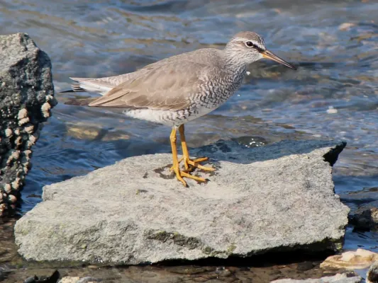 File:Tringa brevipes on rock.JPG