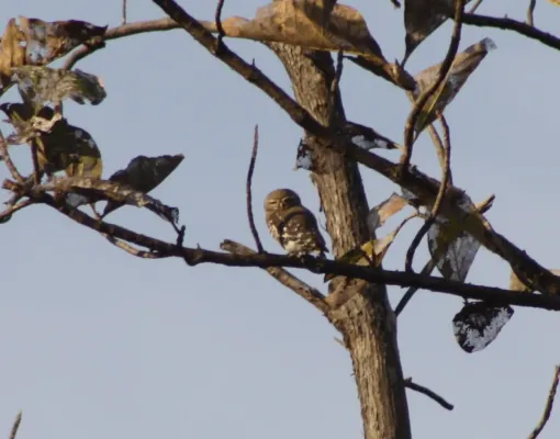 File:Forest Owlet (Heteroglaux blewitti, Athene blewitti) in Melghat Tiger Reserve Maharashtra (3).jpg
