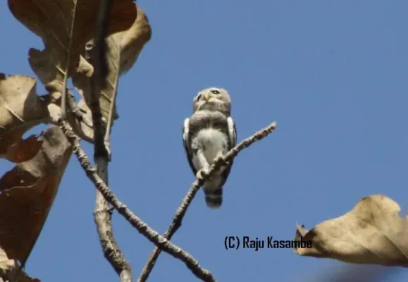 File:Forest Owlet (Heteroglaux blewitti, Athene blewitti) in Melghat Tiger Reserve Maharashtra (1).jpg