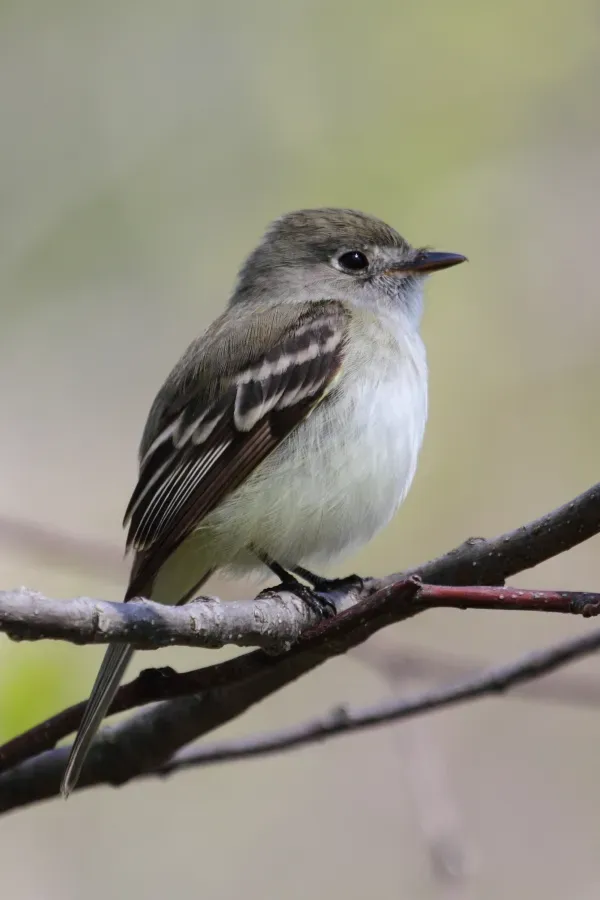 File:Empidonax minimus CT.jpg