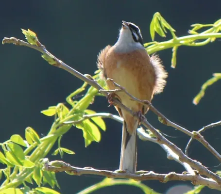 File:Emberiza cioides cioides.JPG