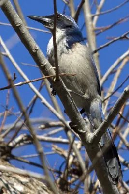 File:Island Scrub Jay Aphelocoma insularis.jpg