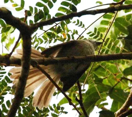 File:Trochocercus cyanomelas, Krantzkloof, a.jpg