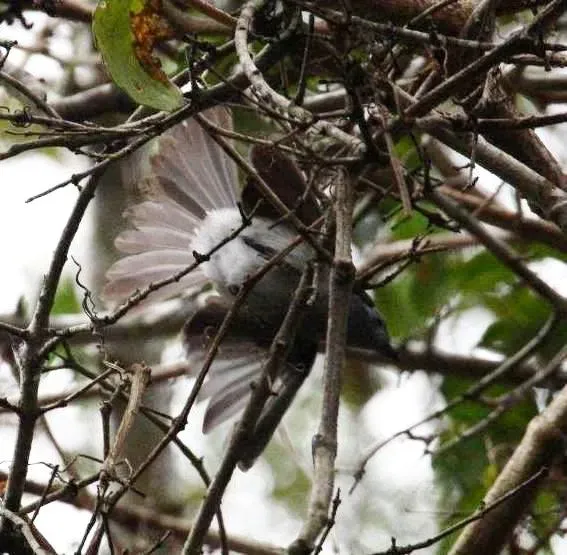 File:Trochocercus cyanomelas, Krantzkloof, c.jpg