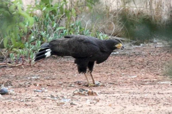 File:Buteogallus anthracinus -Belize-8.jpg