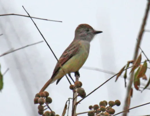 File:Myiarchus yucatanensis.jpg