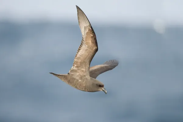 File:Pterodroma macroptera in flight - SE Tasmania.jpg