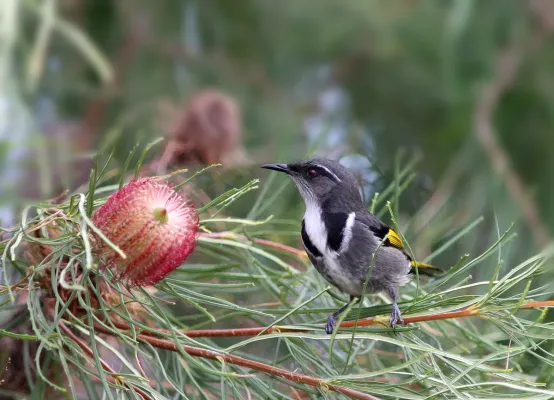 File:Crescent Honeyeater (Phylidonyris pyrrhopterus).jpg