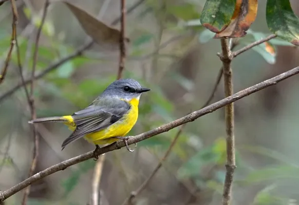 File:Eastern Yellow Robin (Eopsaltria australis).jpg