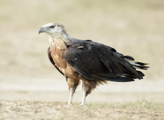 File:Haliaeetus leucoryphus -Corbett National Park, Uttarakhand, India-8.jpg
