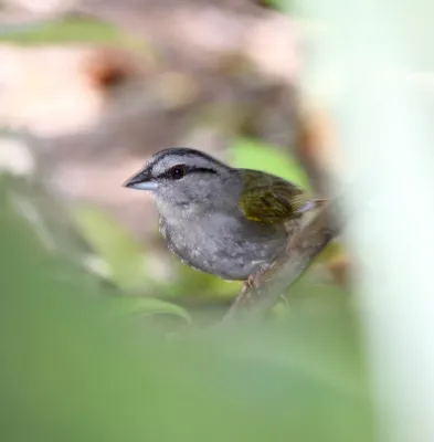 File:Arremonops chloronotus.jpg