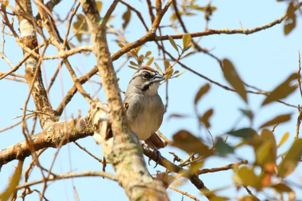 File:Aimophila rufescens.jpg