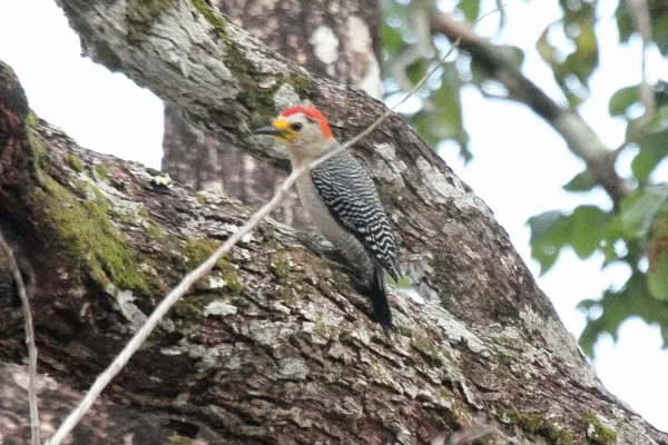 File:Melanerpes pygmaeus.jpg