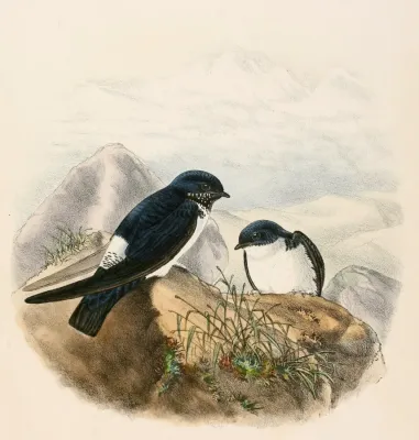 File:Delichon nipalense 1894.jpg