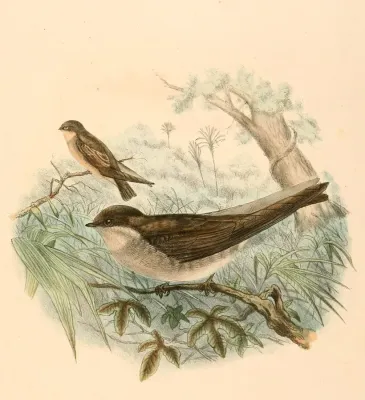 File:Riparia paludicola cowani 1894.jpg