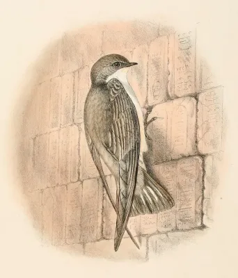 File:Ptyonoprogne obsoleta 1894.jpg