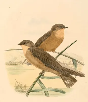 File:Ptyonoprogne fuligula rufigula 1894.jpg