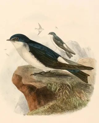 File:Tachycineta leucopyga 1894.jpg