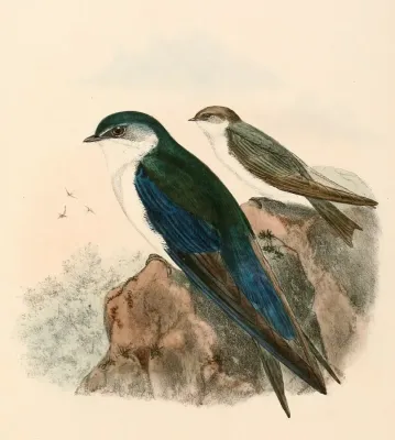 File:Tachycineta cyaneoviridis 1894.jpg