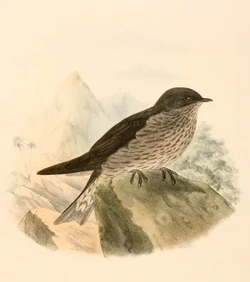 File:Phedina borbonica 1894.jpg