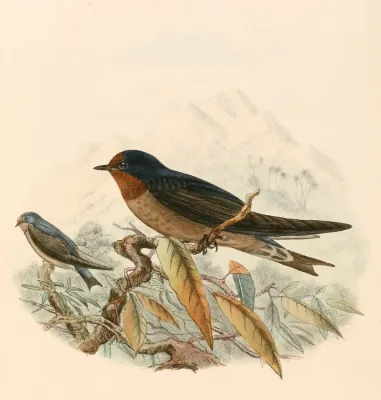 File:Hirundo tahitica 1894.jpg