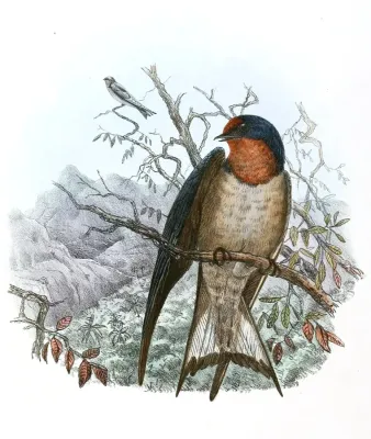 File:Hirundo angolensis 1894.jpg