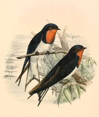 File:Hirundo lucida 1894.jpg