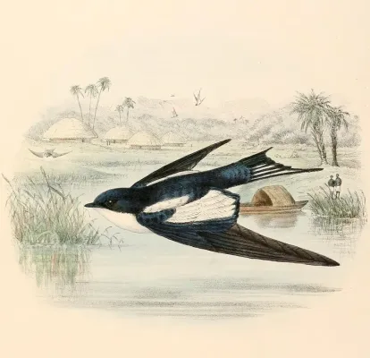 File:Hirundo leucosoma 1894.jpg
