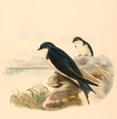 File:Hirundo dimidiata 1894.jpg