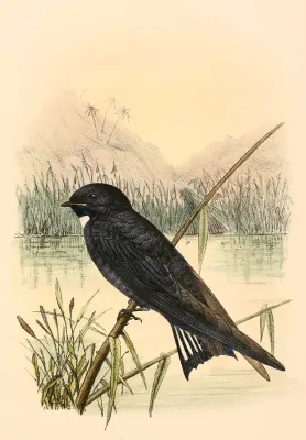 File:Hirundo nigrita 1894.jpg