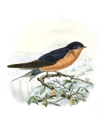 File:Hirundo nigrorufa 1894.jpg