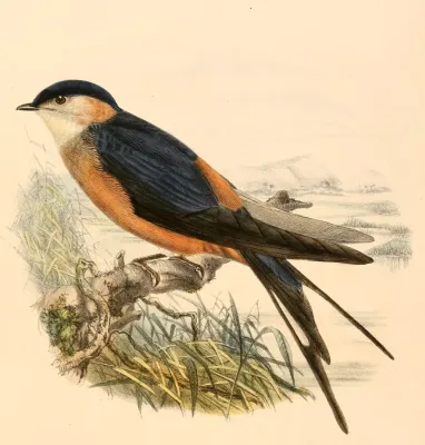 File:Cecropis senegalensis monteiri 1894.jpg