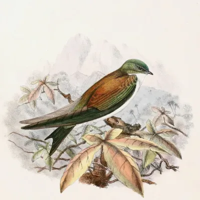File:Tachycineta euchrysea 1894.jpg