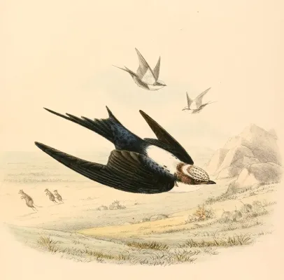 File:Cheramoeca leucosterna 1894.jpg