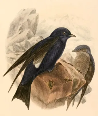 File:Progne elegans 1894.jpg
