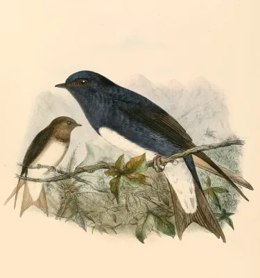 File:Progne dominicensis 1894.jpg