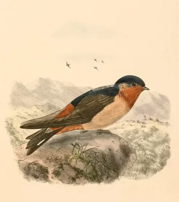 File:Petrochelidon rufigula 1894.jpg