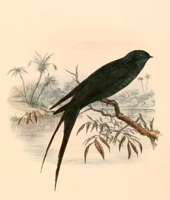 File:Psalidoprocne obscura 1894.jpg