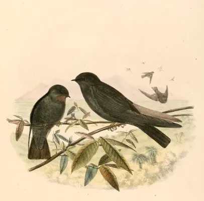 File:Psalidoprocne nitens 1894.jpg